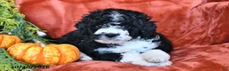Bernedoodle dogs for sale: Bubbles  - Ad 3