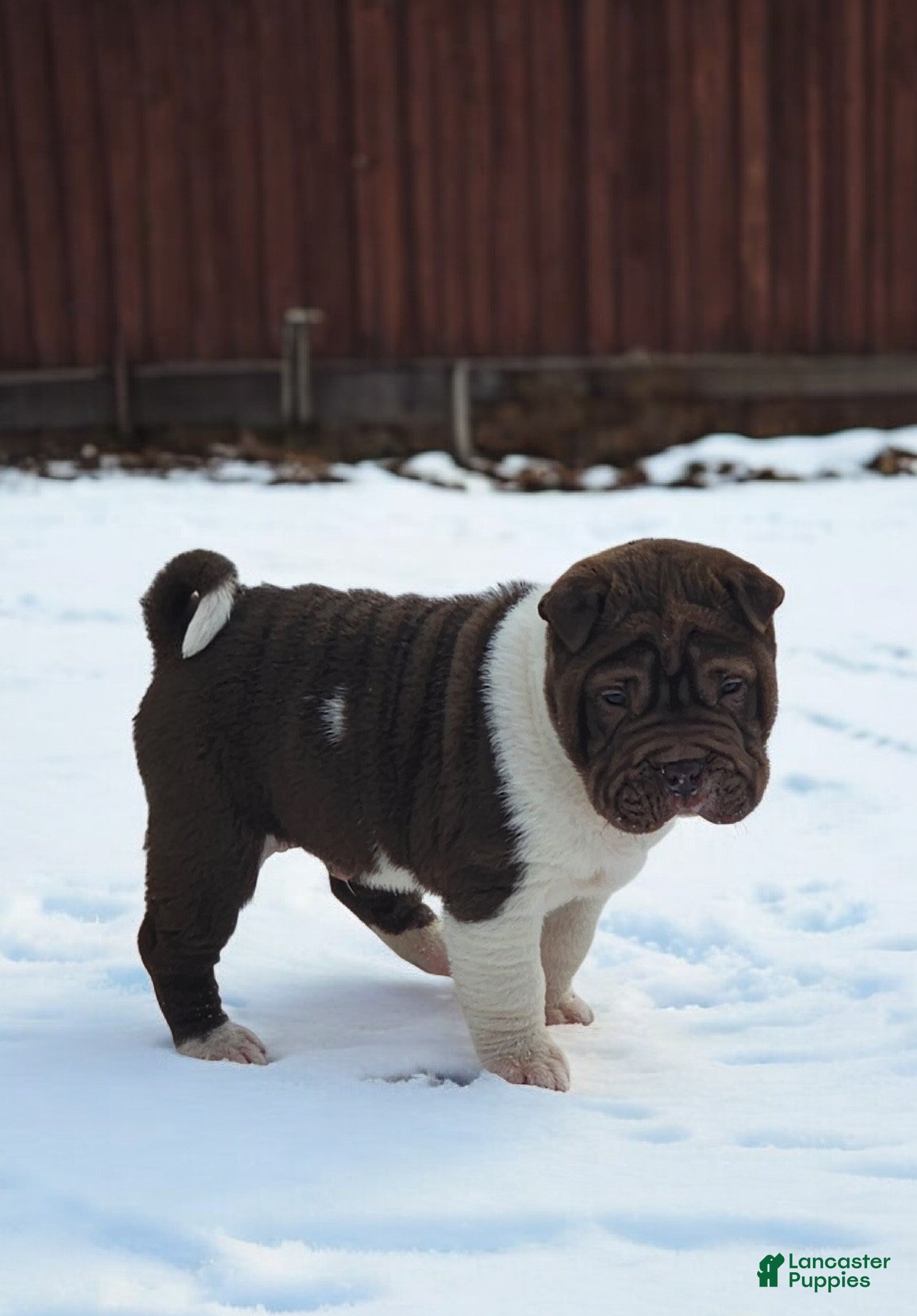Shar Pei dogs Jester chocolate mini  - Ad 6