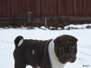 Shar Pei dogs Jester chocolate mini - Ad 6