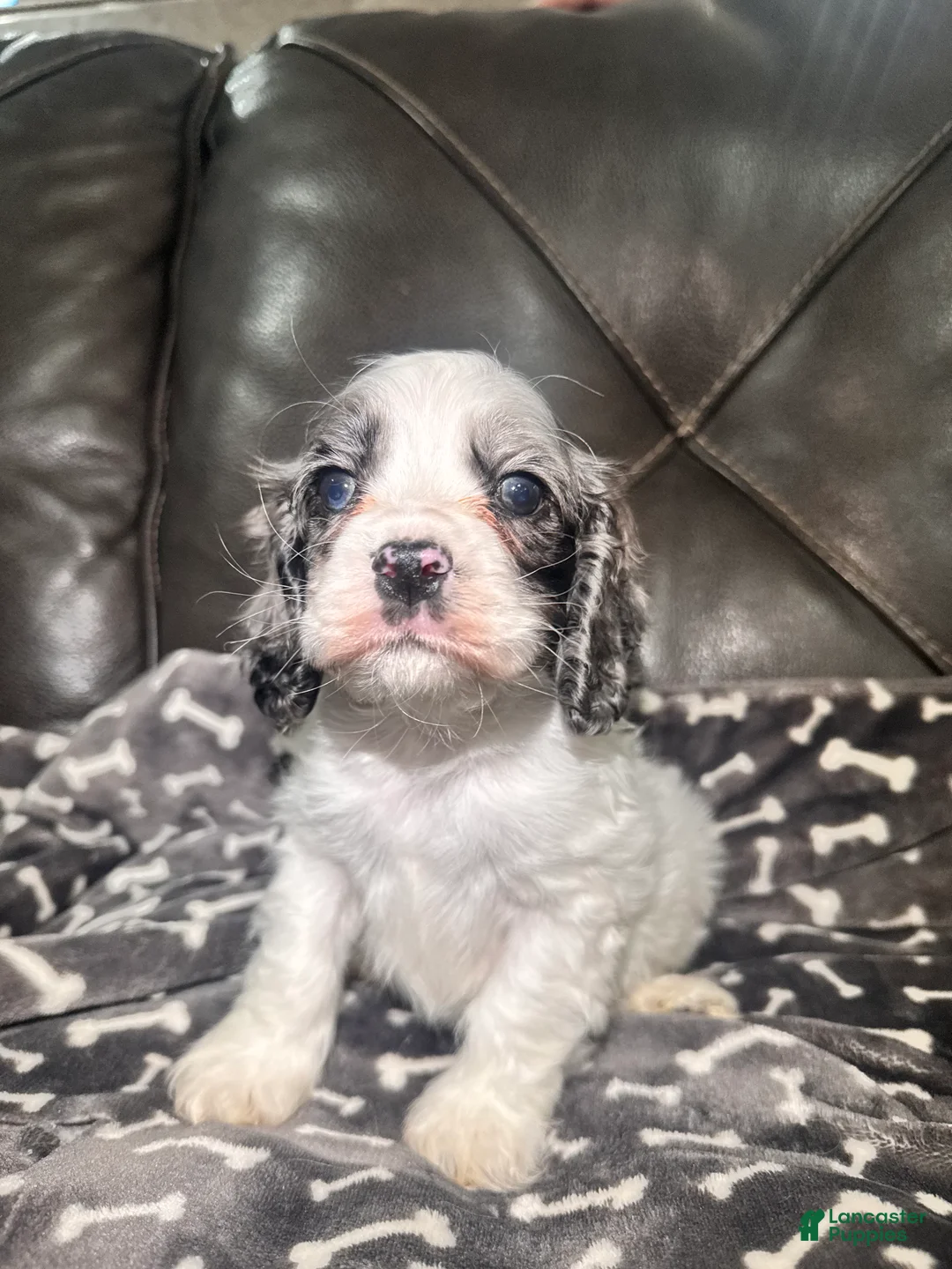 Cocker Spaniel dogs for sale: Taco - Ad 1