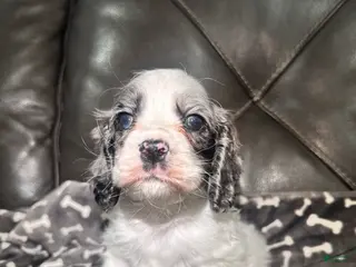 Cocker Spaniel dogs Taco - Ad 22