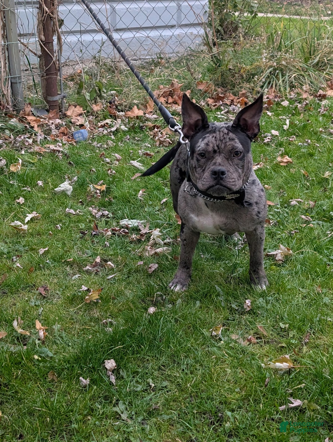 American Bully dogs for sale: Dior - Ad 3