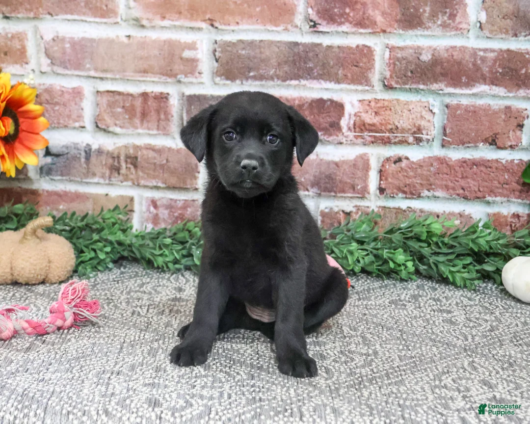 Labrador Retriever dogs for sale: Sapphire - Ad 2