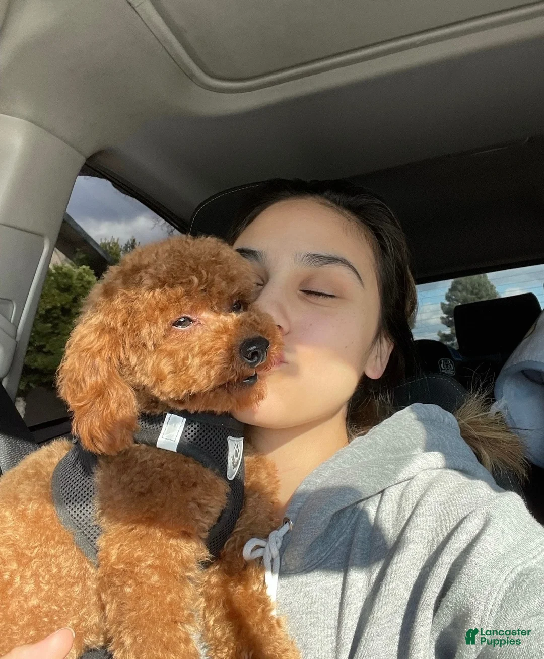 Toy Poodle dogs for sale: Toy Poodle 1 - Ad 7