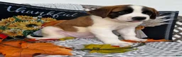 Saint Bernard dogs for sale: Macks - Ad 5