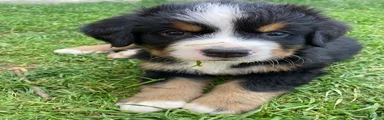 Smudge
