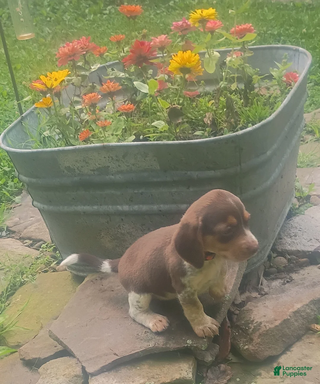Beagle dogs for sale: Marie - Ad 2