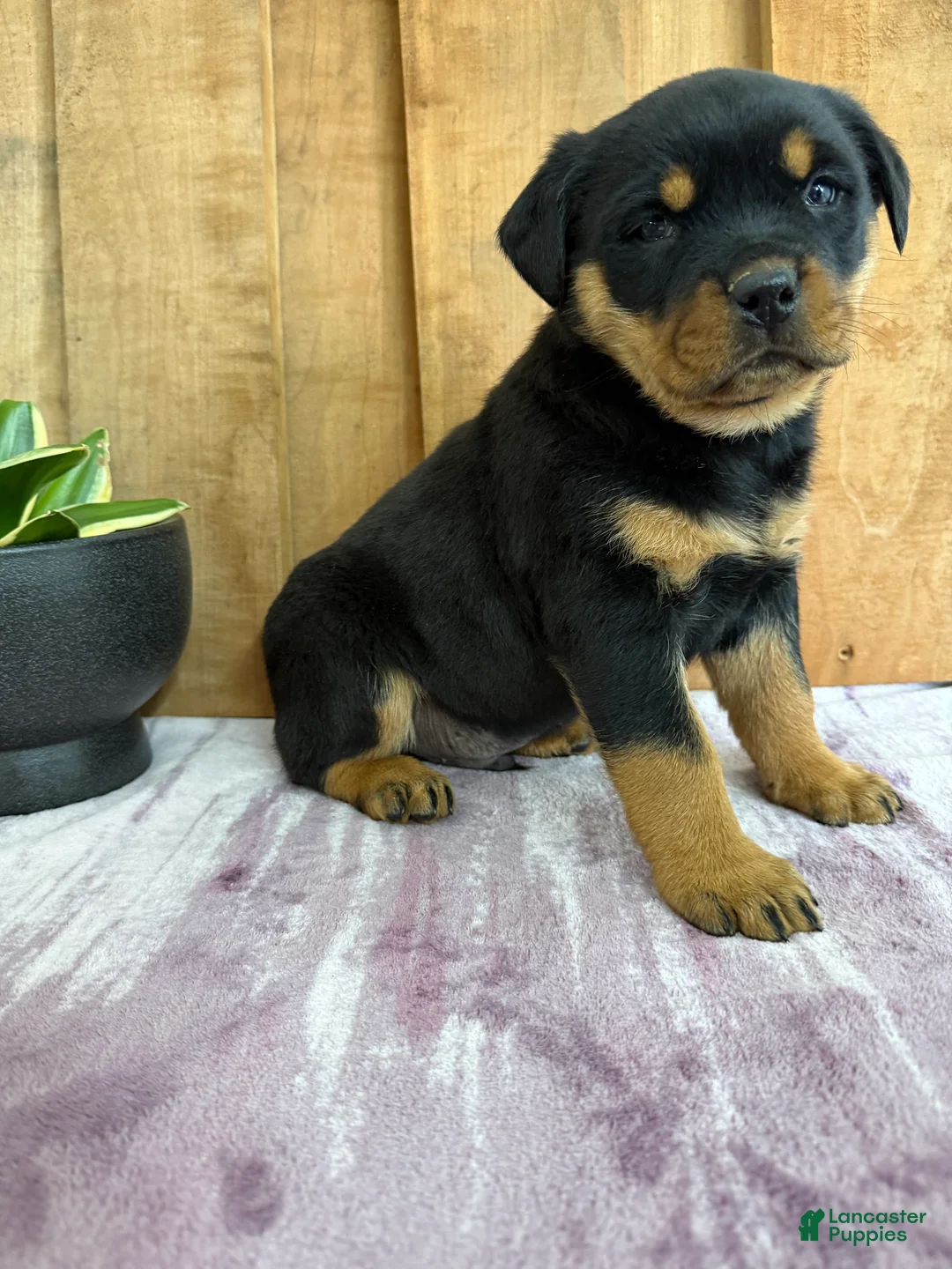Rottweiler dogs for sale: Lou - Ad 8