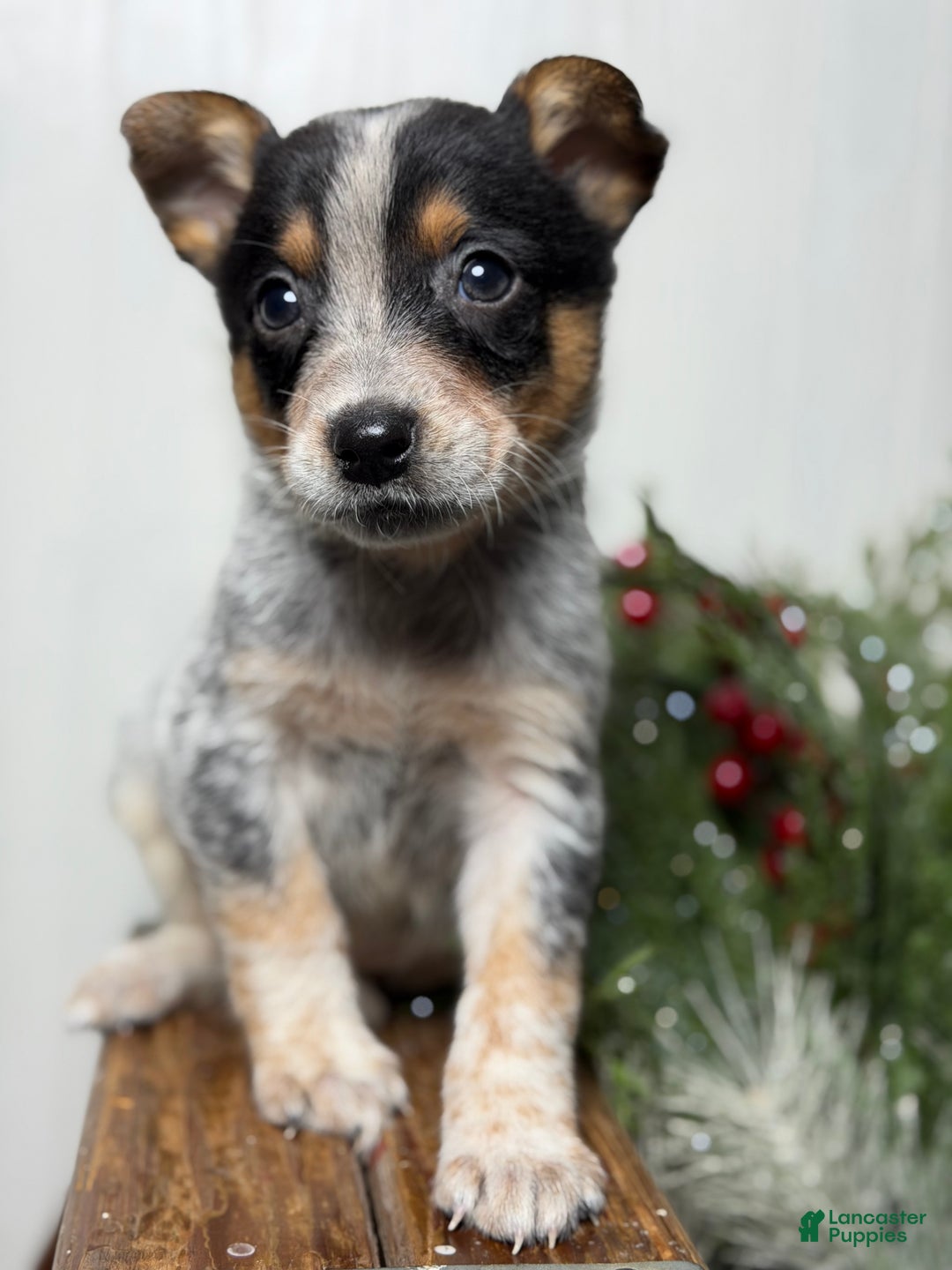 Australian Cattle Dog dogs for sale: Australian Cattle Dog Puppy 1 - Ad 1