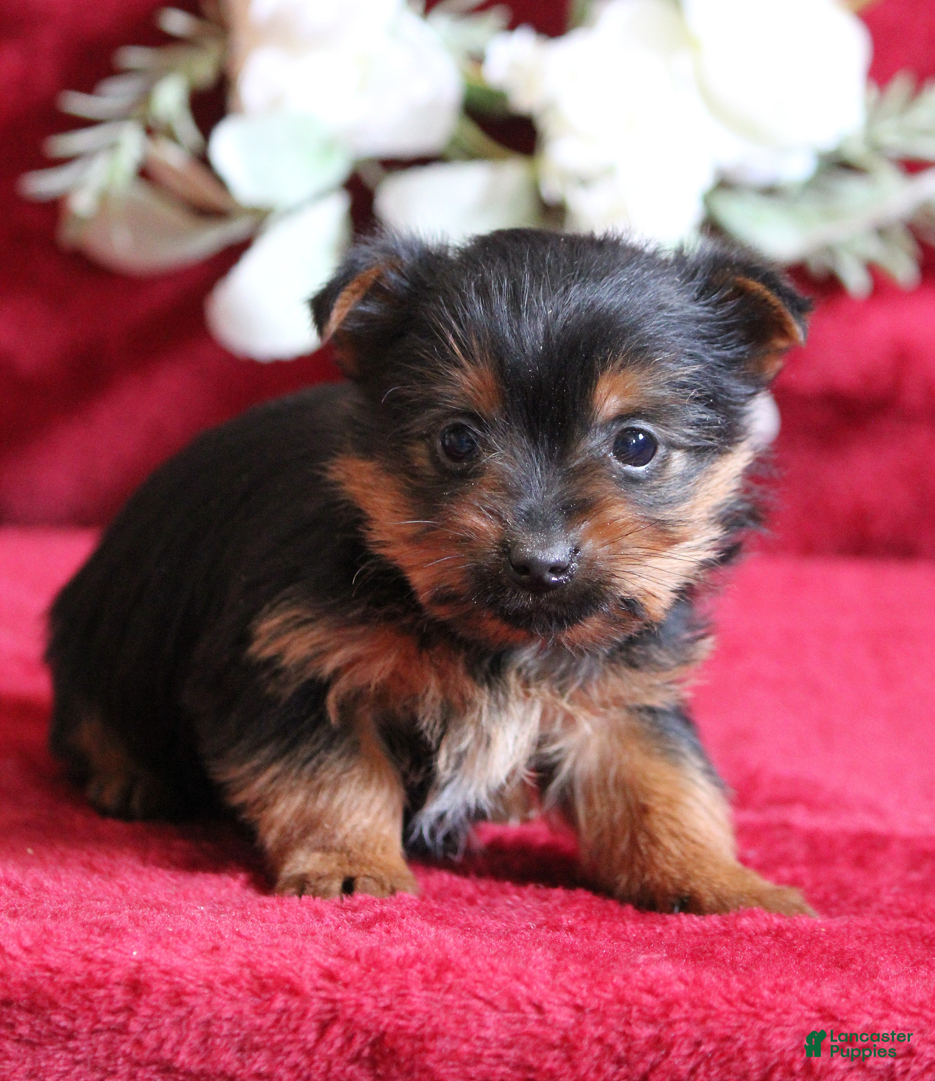 Yorkshire Terrier dogs Dallas - Ad 2