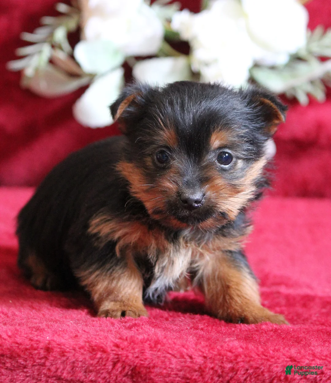 Yorkshire Terrier dogs for sale: Dallas - Ad 2