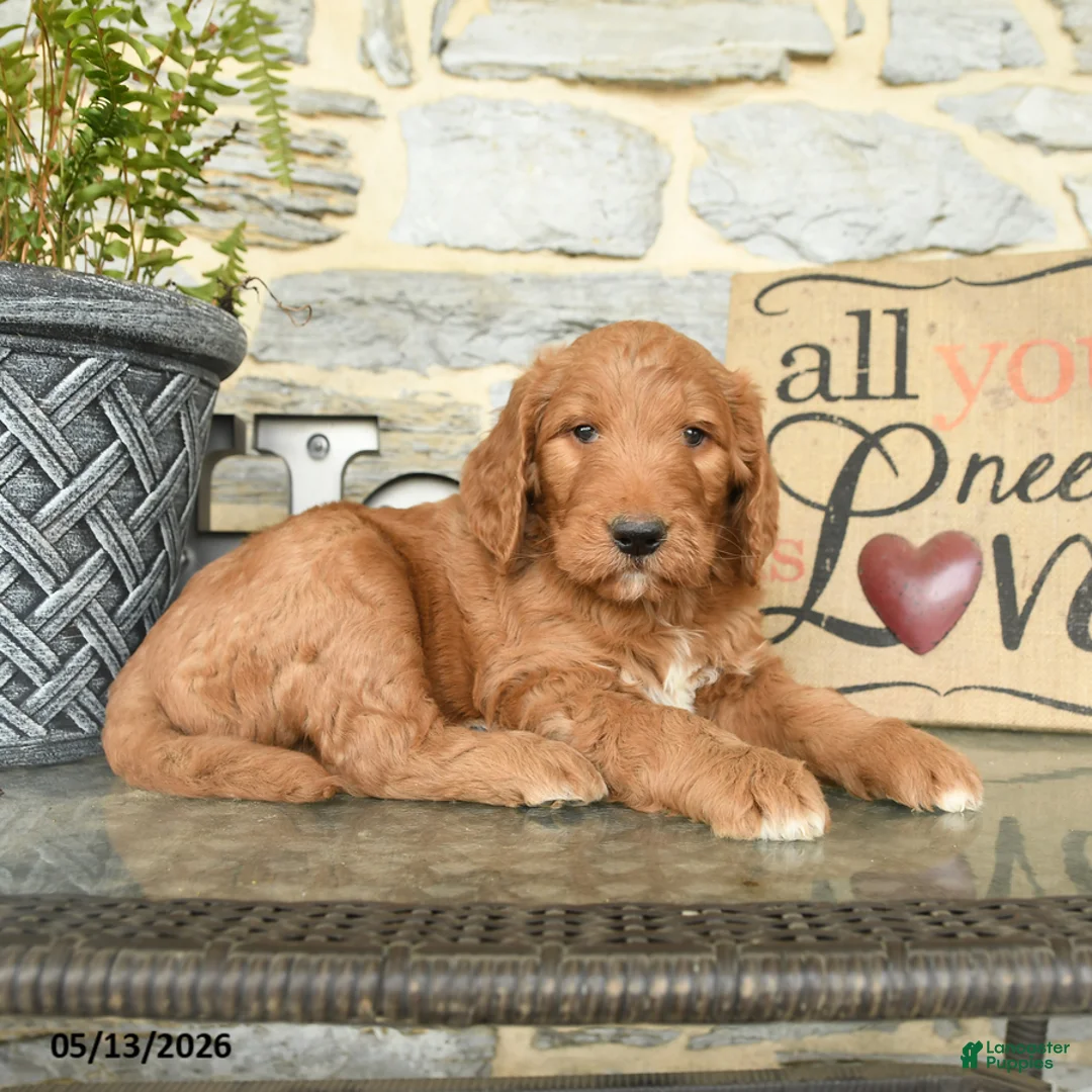 Goldendoodle dogs for sale: Junior - Ad 3