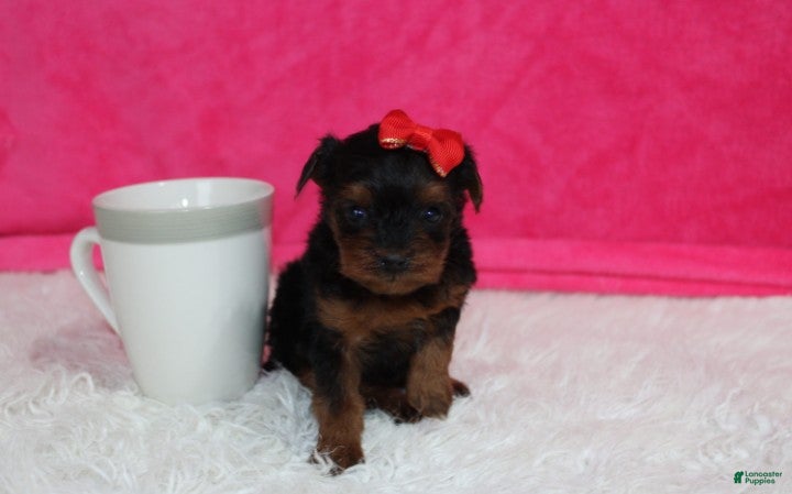 Yorkiepoo dogs Elsa  - Ad 1