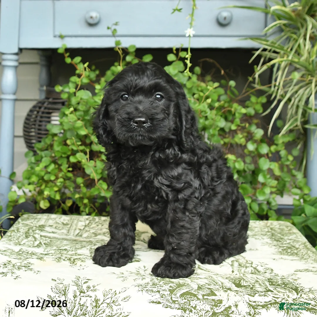 Cockapoo dogs for sale: Bear - Ad 3