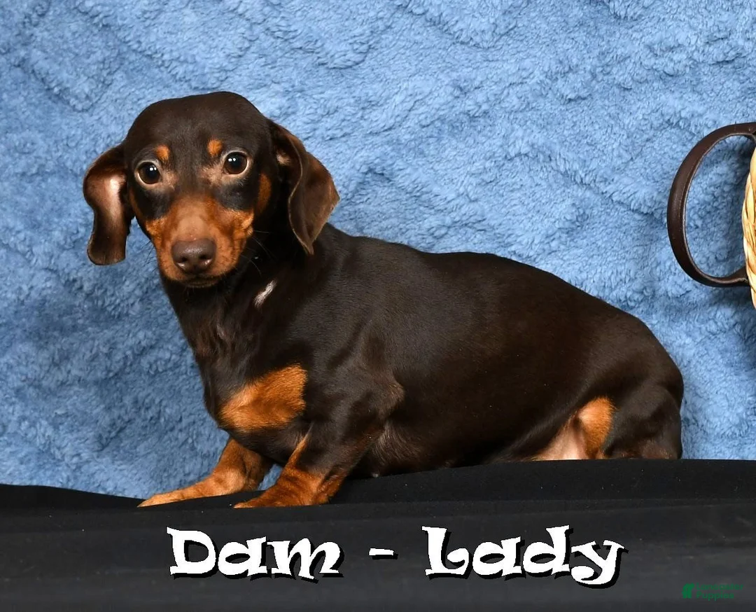 Miniature Dachshund dogs for sale: Beauty - Ad 10