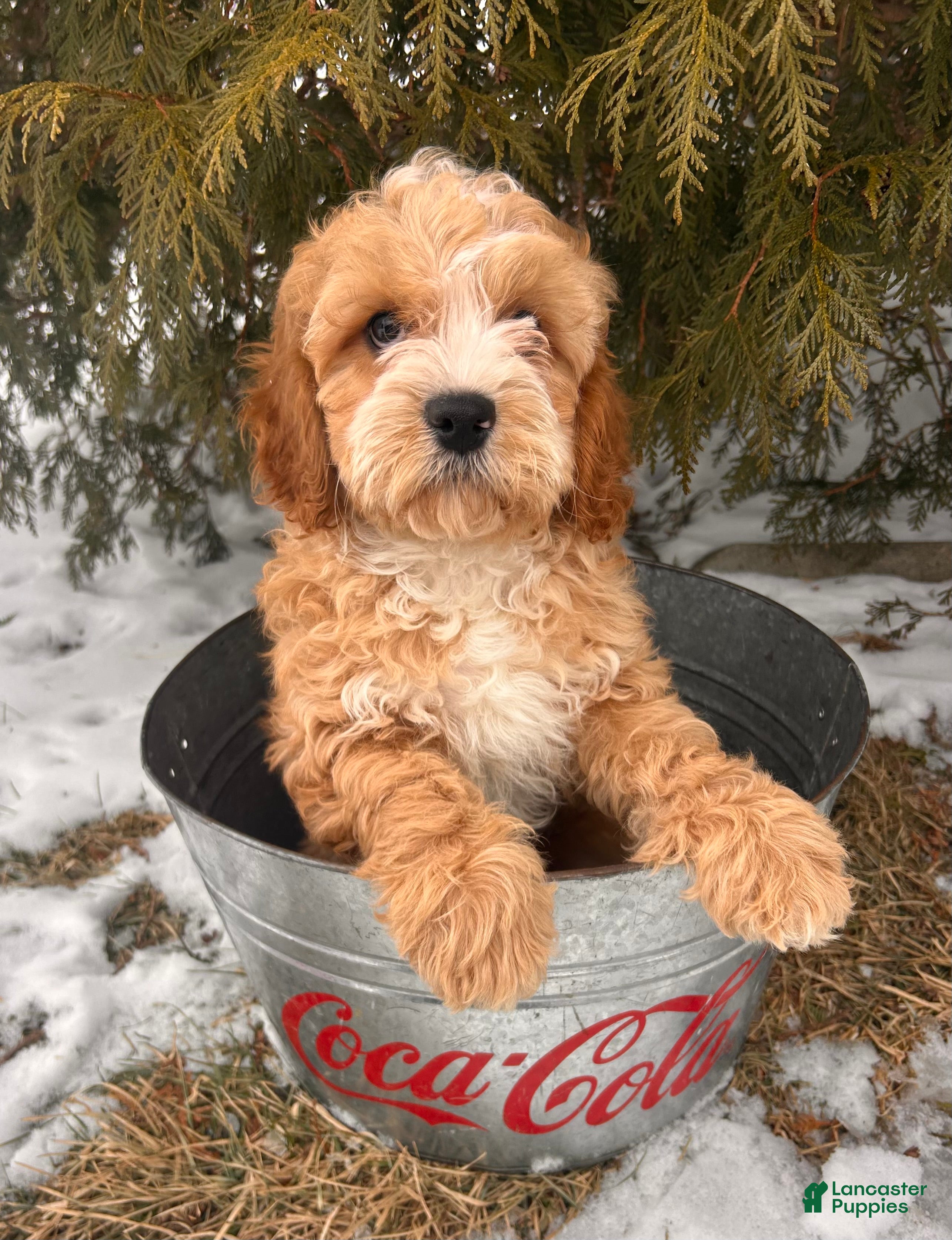 Cavapoo dogs Cooper - Ad 22