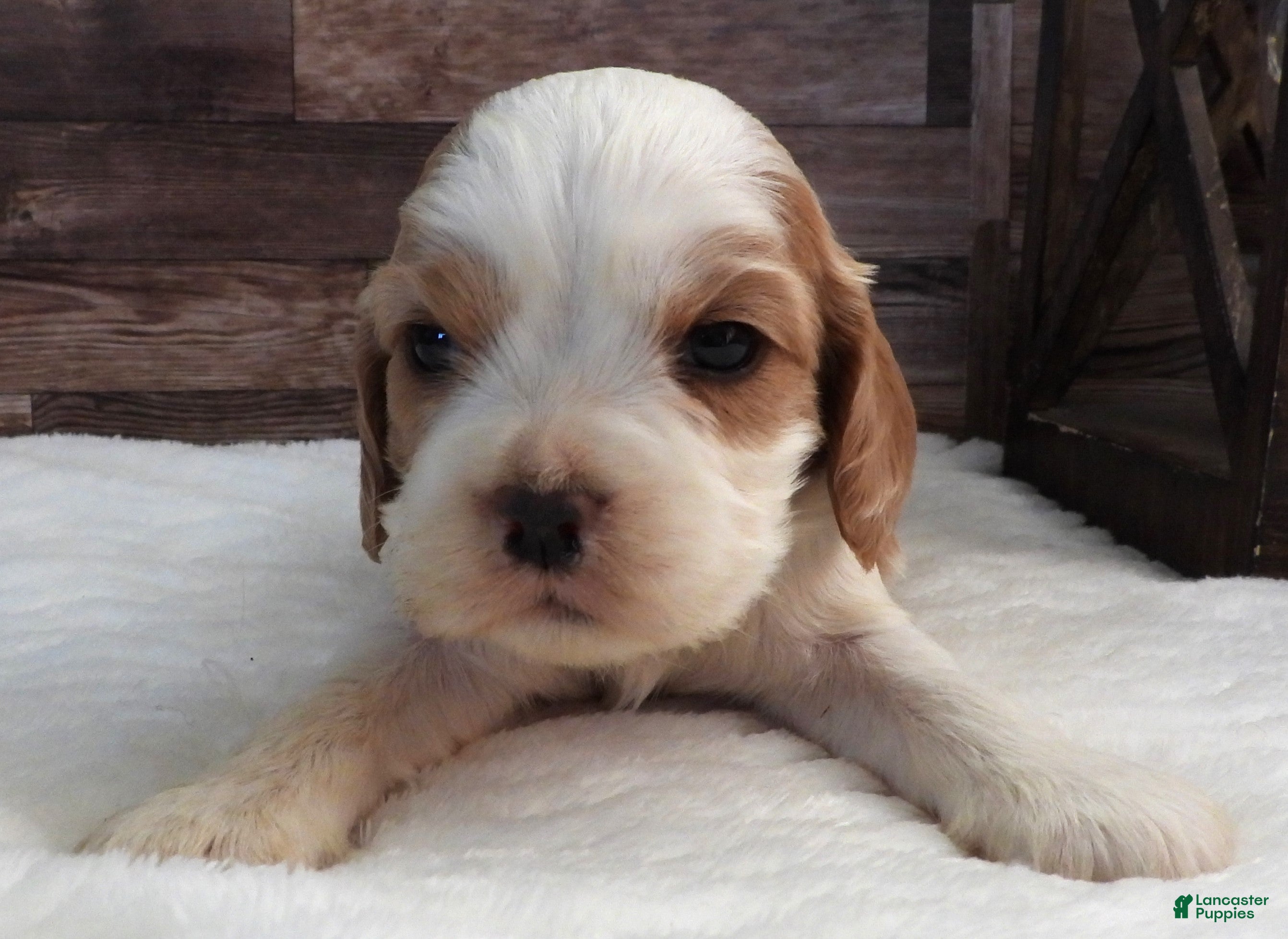 Mixed Breed dogs Cockalier #3 Male - Ad 15