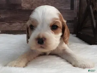 Mixed Breed dogs Cockalier #3 Male - Ad 15