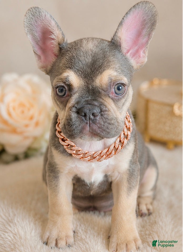 French Bulldog dogs ASHANTI - FAWN CHAMELEON in CALI, USA DELIVERY & FINANCING! - Ad 1