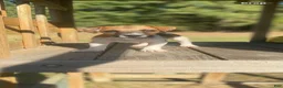 Jack Russell Terrier dogs for sale: Jack Russell Terrier Perry - Ad 3