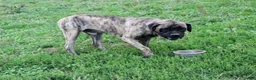 English Mastiff dogs for sale: Tammy - Ad 6