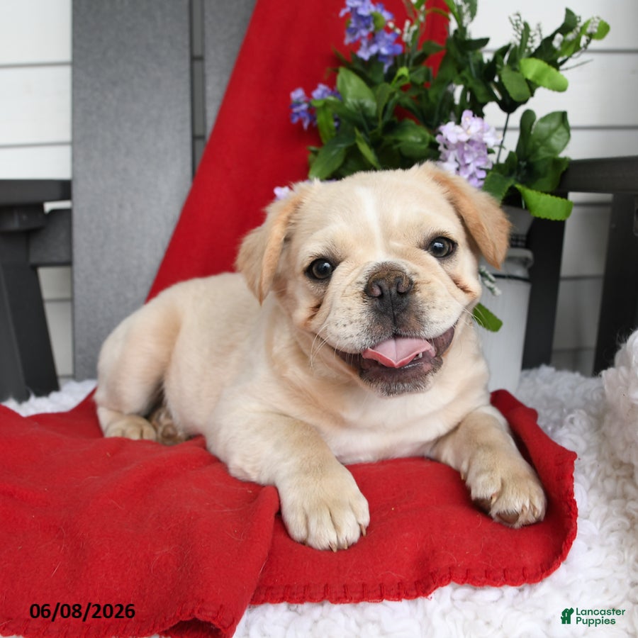 French Bulldog dogs Tucker - Ad 2