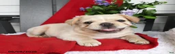 French Bulldog dogs for sale: Tucker - Ad 2