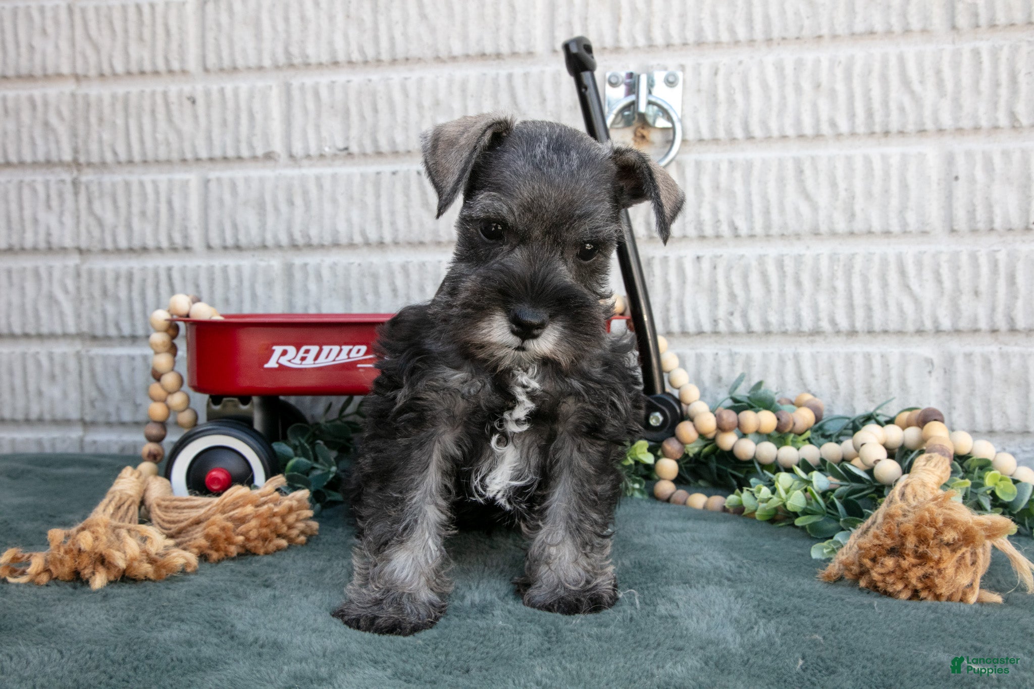 Miniature Schnauzer dogs Molly - Ad 2