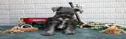 Miniature Schnauzer dogs for sale: Molly - Ad 2