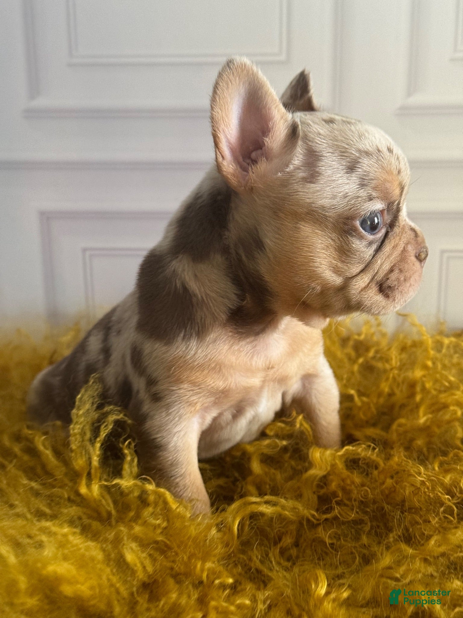 French Bulldog dogs SHE DEVIL - Ad 2