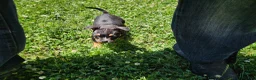 Mixed Breed dogs for sale: Mascot  - Ad 4