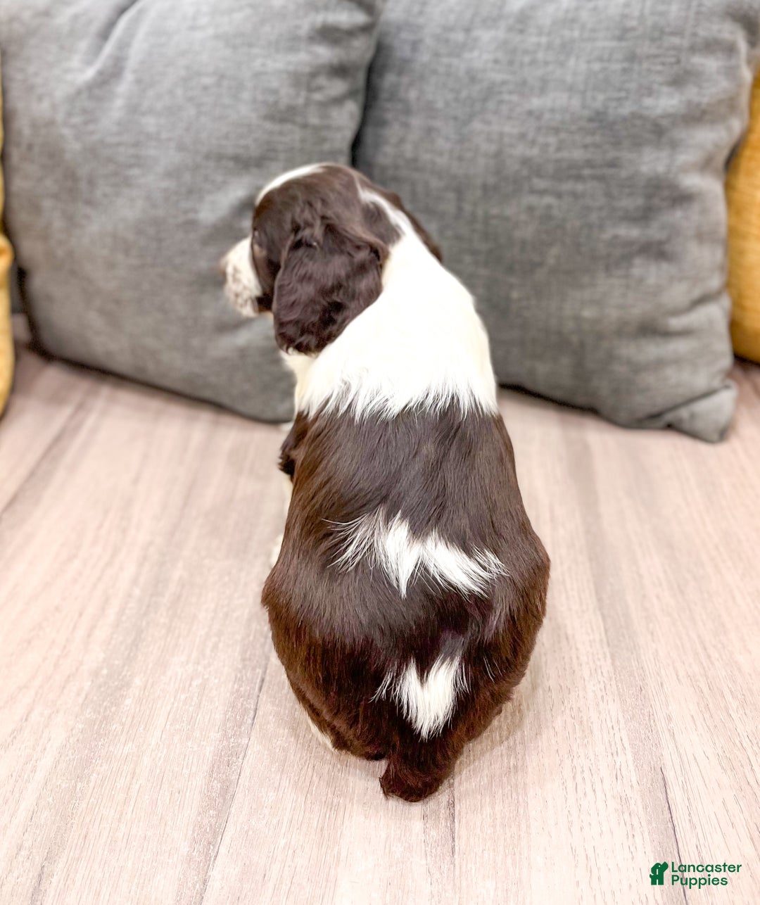 English Springer Spaniel dogs for sale: Enzo - Ad 5