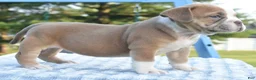 Mixed Breed dogs for sale: Luna bully hybrid  - Ad 18