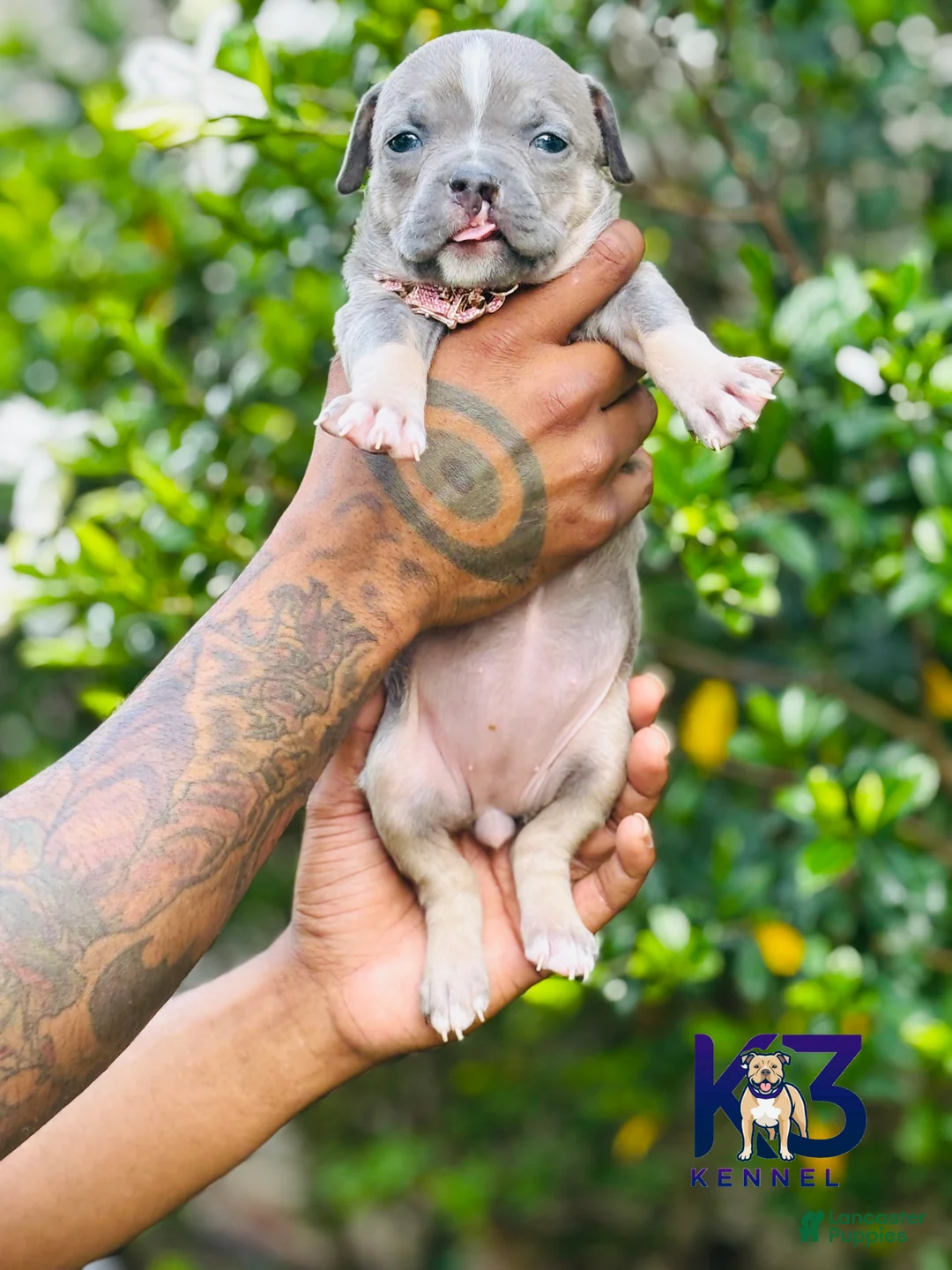 American Bully dogs for sale: American Bully Puppy 12 - Ad 2
