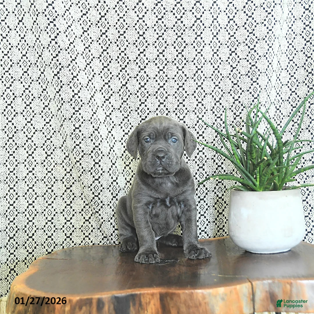 Cane Corso dogs for sale: Karma - Ad 2