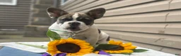 French Bulldog dogs for sale: Sonny - Ad 3