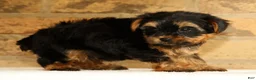 Yorkshire Terrier dogs for sale: Sophia - Ad 8
