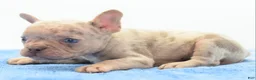 Mixed Breed dogs for sale: Milo merle  - Ad 13