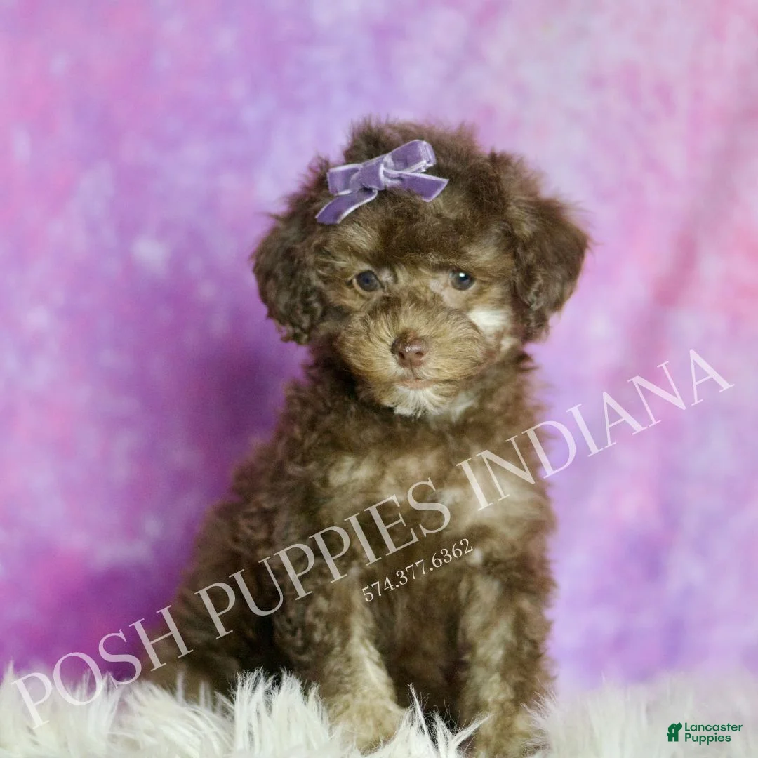 Standard Poodle dogs for sale: Brownie - Ad 1