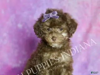 Standard Poodle dogs Brownie - Ad 20