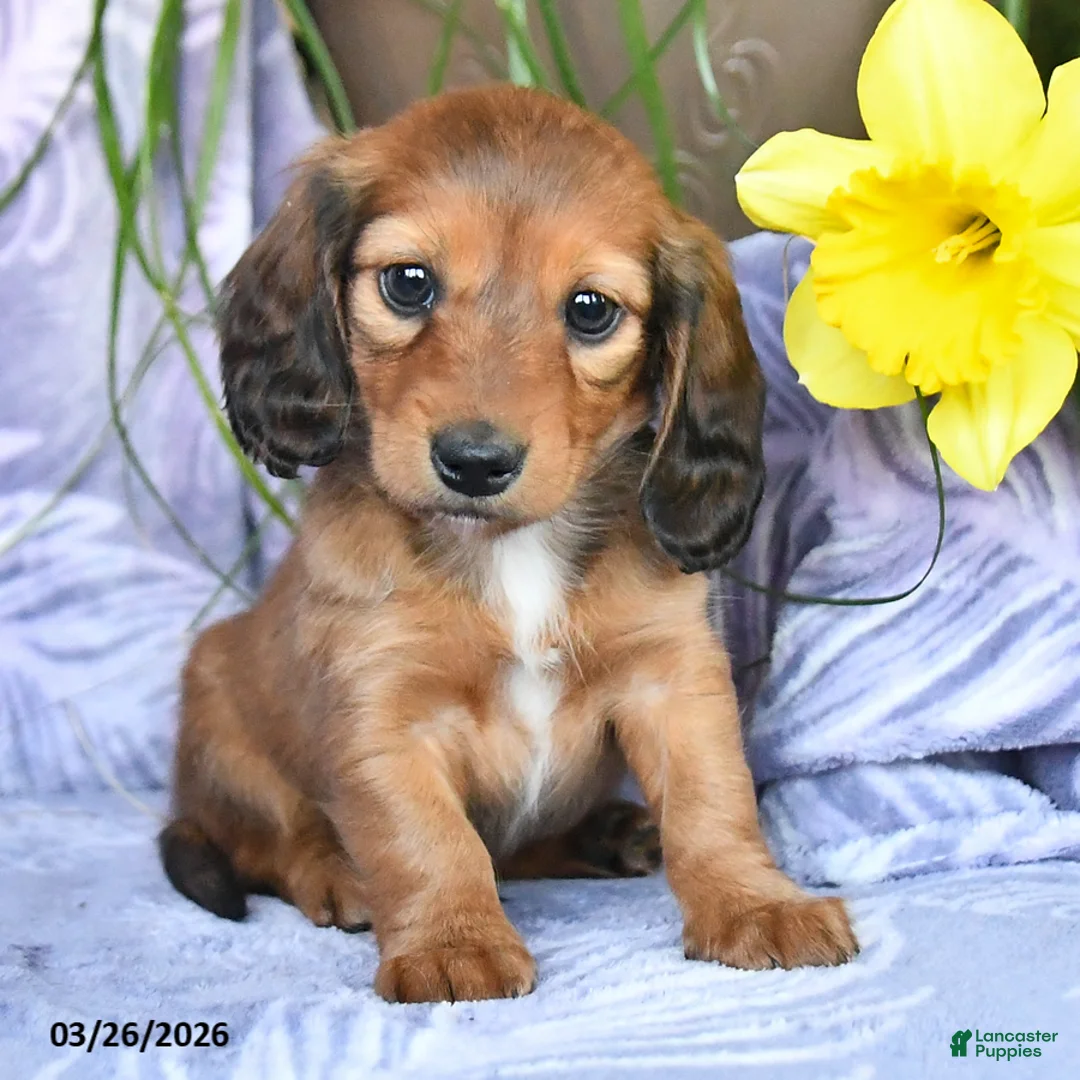 Miniature Dachshund dogs for sale: Dallas - Ad 2