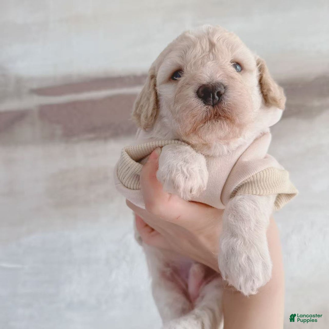 Bichpoo dogs for sale: Pudding - Ad 1