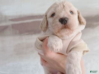 Bichpoo dogs Pudding - Ad 26