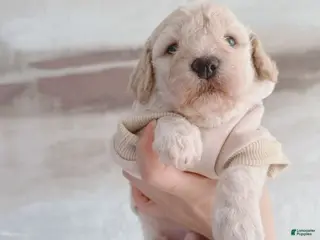 Bichpoo dogs Pudding - Ad 38