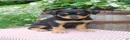 Mixed Breed dogs for sale: Rocky  - Ad 1
