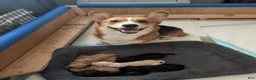 Corgipoo dogs for sale: Corgipoo 1. Gaston - Ad 7