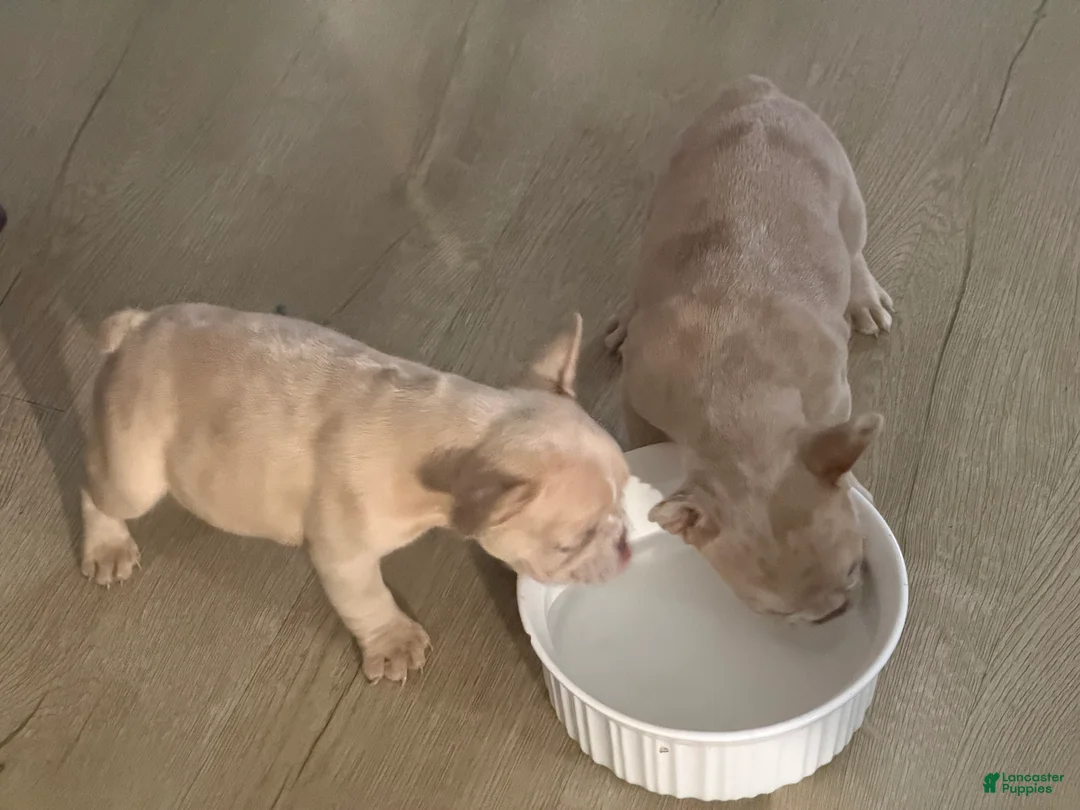 French Bulldog dogs for sale: French Bulldog 1 - Ad 1
