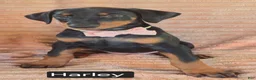 Doberman Pinscher dogs for sale: Harley - Ad 2