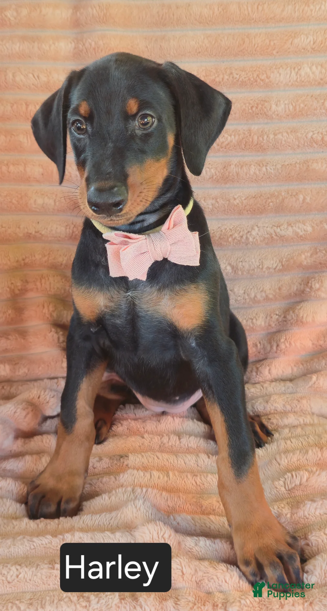 Doberman Pinscher dogs for sale: Harley - Ad 2