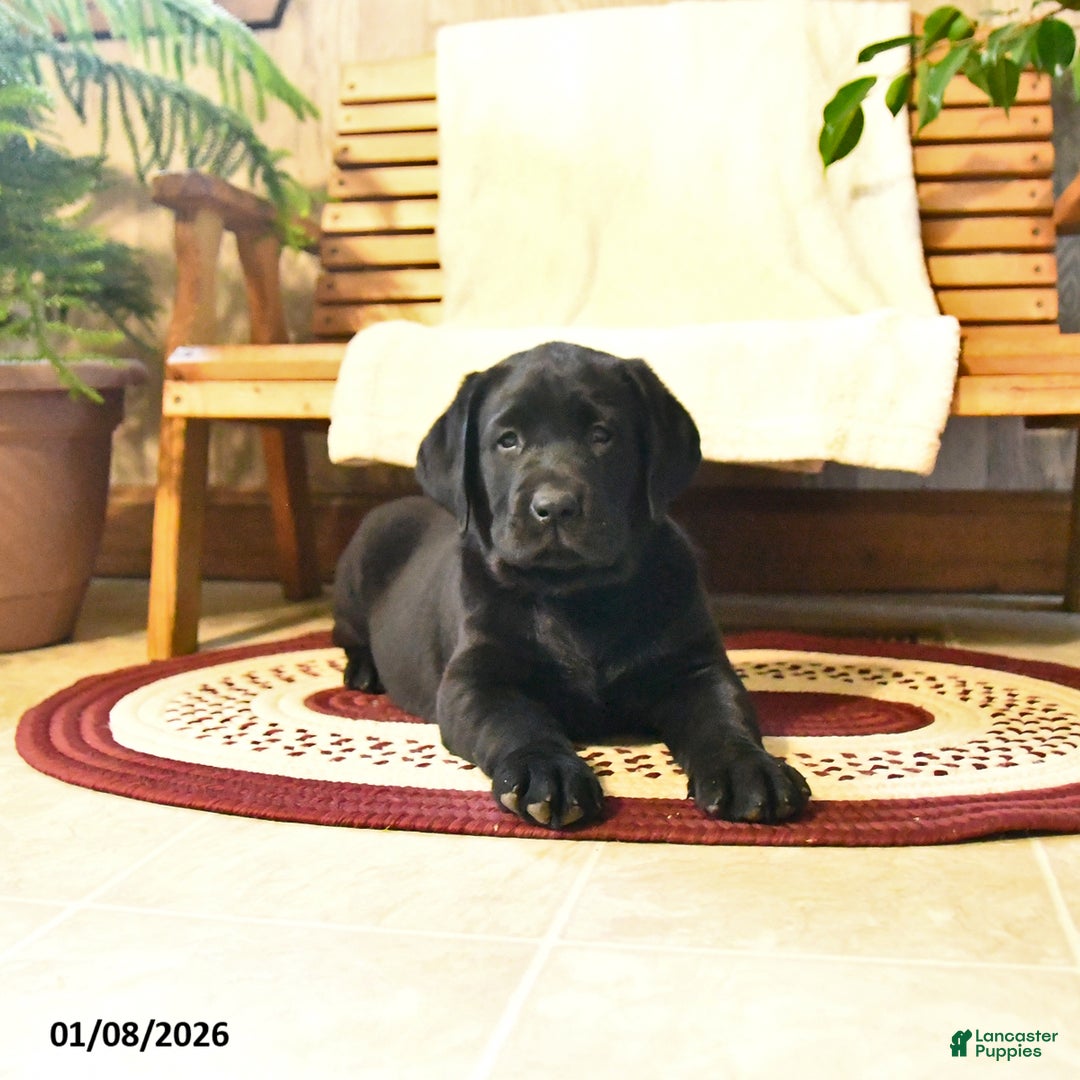 Labrador Retriever dogs for sale: Samson - Ad 3